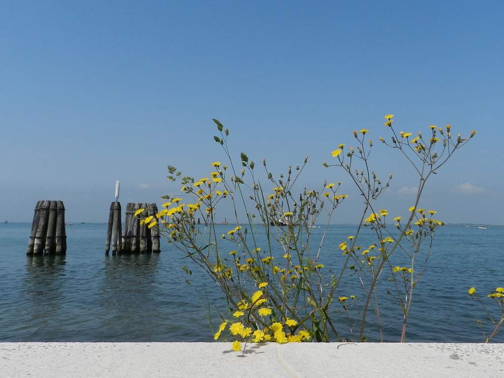 Crepis vesicaria